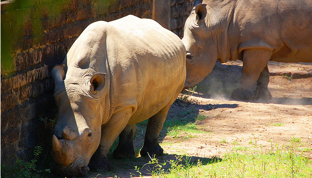rinoceronte del zoologico sapucaia do sul